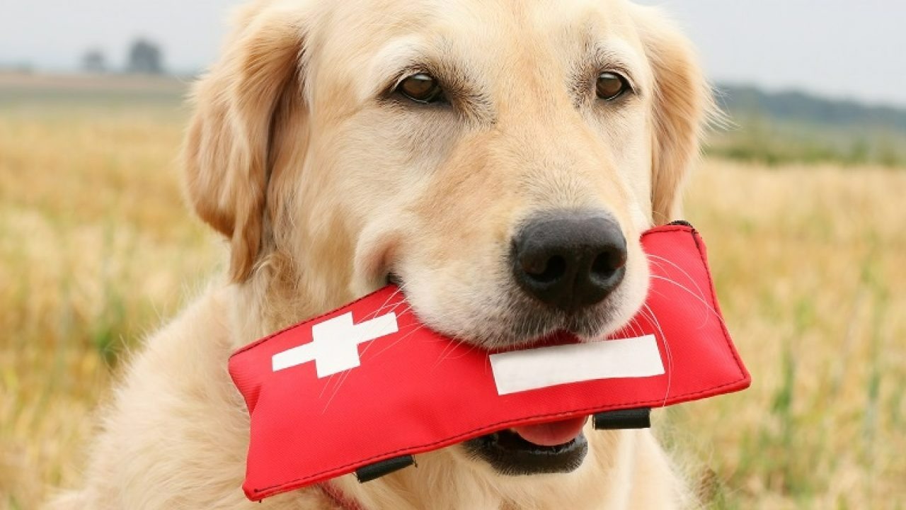 A golden retriever with an emergency pack in their mouth- a small red back with a white cross on it.